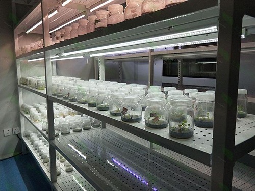 泉山植物组织培养实验室设计建设方案